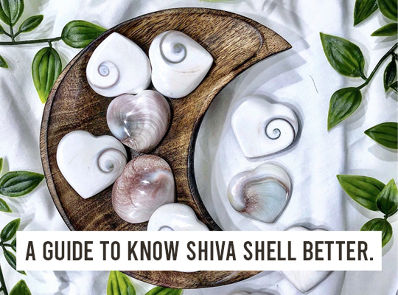 A Guide To Know Shiva Shell Better