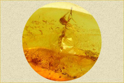 Amber, a Stone for Attracting Good Luck