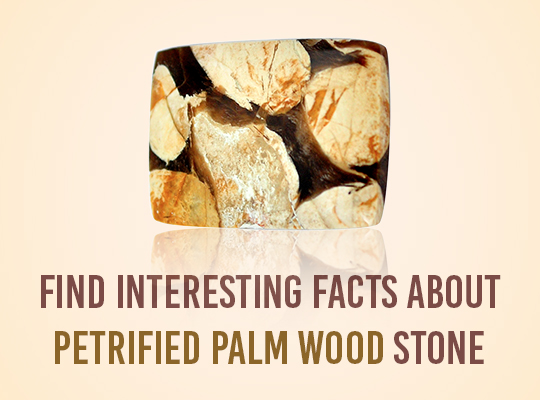 Find Interesting facts about Petrified Palm Wood stone