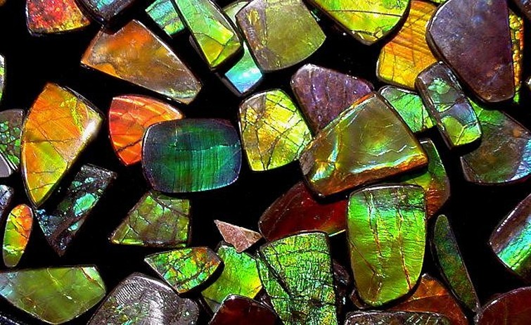 Ammolite 3