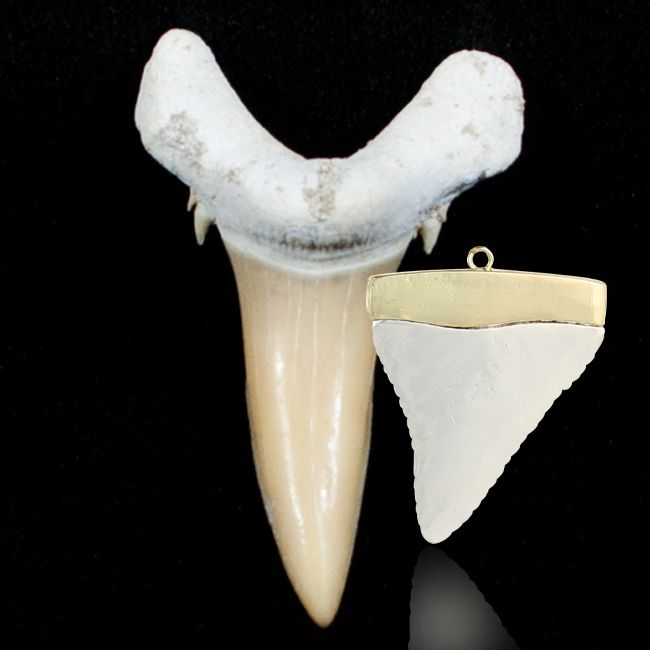 shark teeth december birthstone
