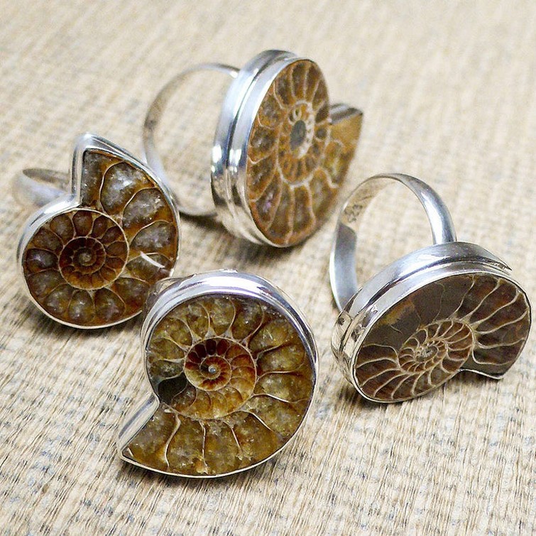 ammonite rings