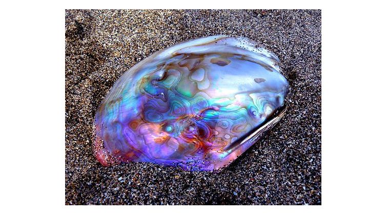 buy abalone