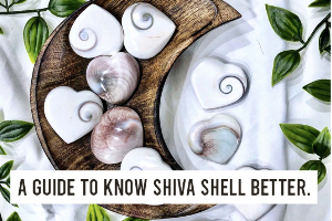 A Guide To Know Shiva Shell Better