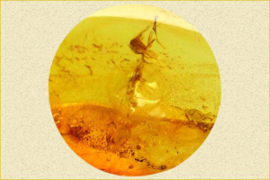Amber, a Stone for Attracting Good Luck