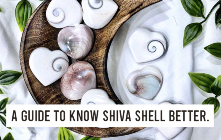 A Guide To Know Shiva Shell Better