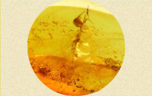 Amber, a Stone for Attracting Good Luck