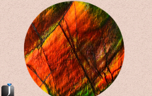 Ammonite – The Unbelievably Beautiful Fossil and Gem