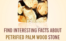 Find Interesting facts about Petrified Palm Wood stone