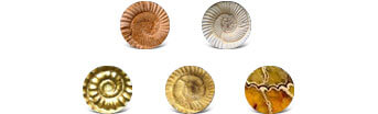 Ammonite Colors