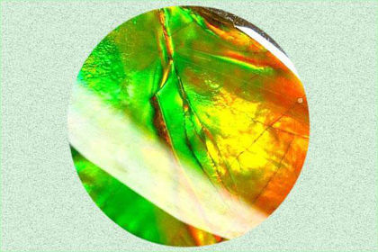 Ammolite