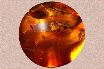 Baltic Amber - Healing Properties, Color, Power & Facts | Gemexi