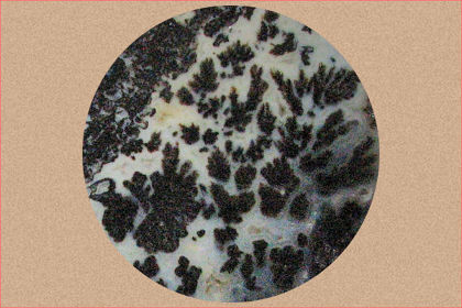 Feather Medicine Bow Agate