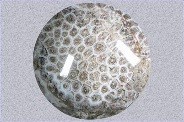 Coral Fossil/Coral Fossil In Matrix/Fossil Palm Stone