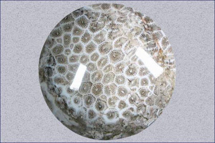 Fossil Coral Stone