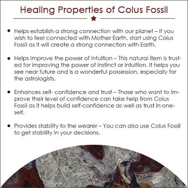 Colus Fossil
