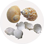 Florida Auger Shell