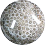 Fossil Coral Stone