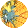 half star rutile 