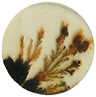 Scenic Dendritic Agate