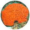 Sponge Coral