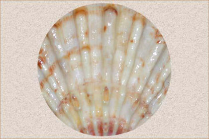 pas loft Solrig Sea Shell - Healing Properties, Color, Power & Facts | Gemexi