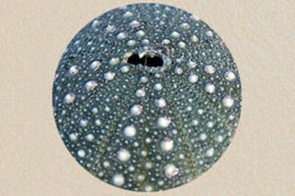 Sea Urchin