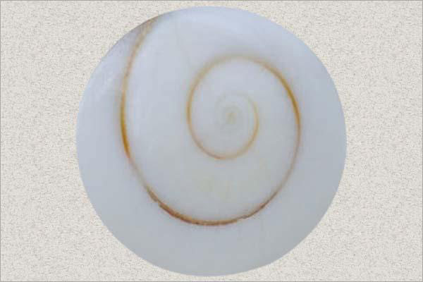 Shiva Eye Shell Cabochon  Shiva Eye Shell Gemstone  Freeform Shape  35.55 Ct Loose Gemstone  I-98 27X25X8 mm