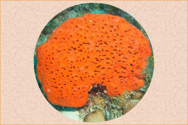 Details about   Natural Sponge Coral Gemstone Mix Lot 500-1000 grm