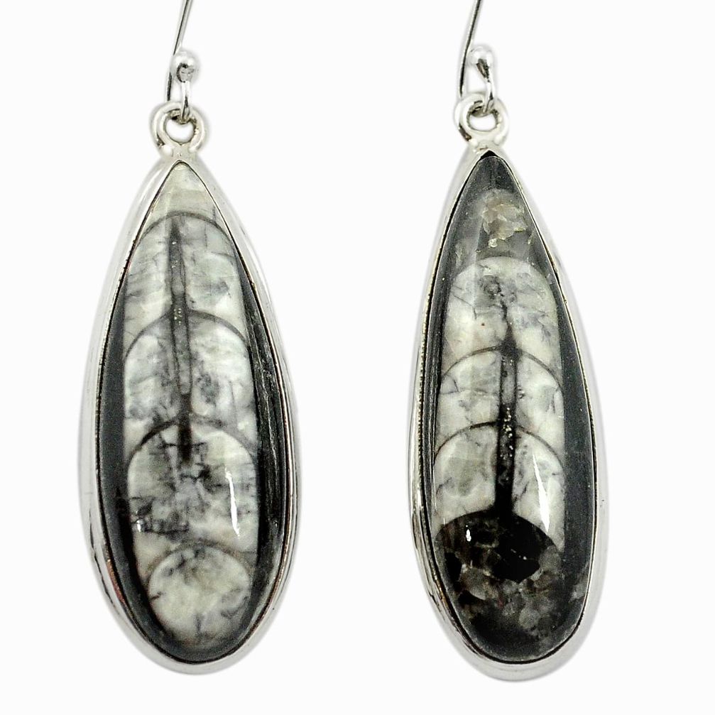 925 sterling silver natural black orthoceras dangle earrings m53358