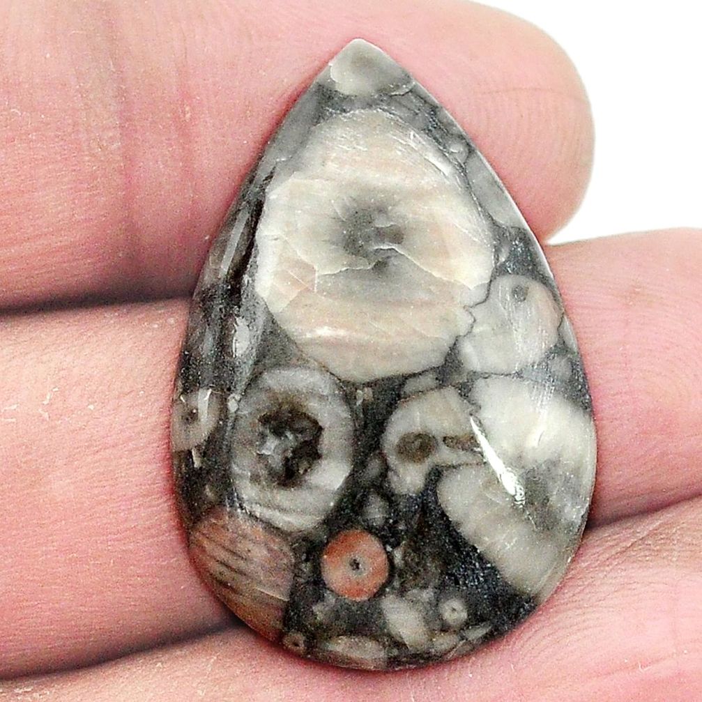 Natural 21.65cts crinoid fossil black cabochon 30x20 pear loose gemstone s2961