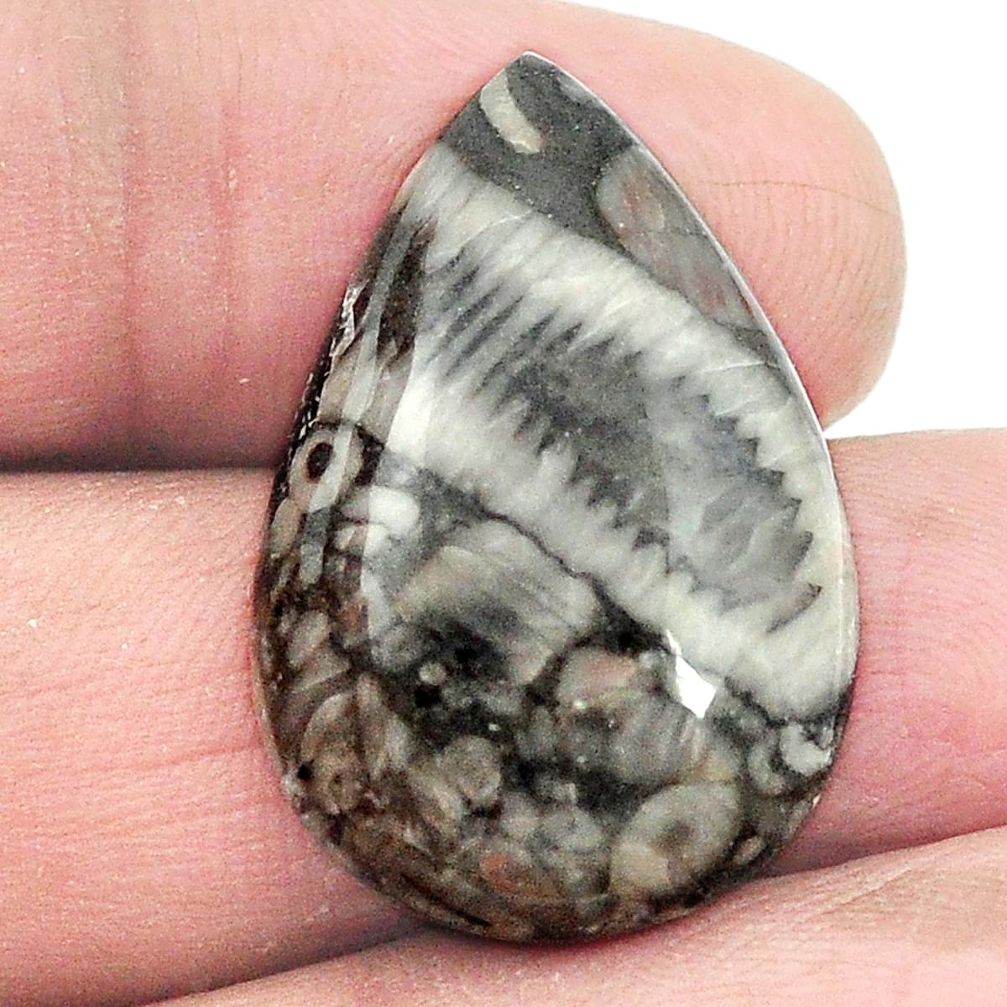 Natural 20.85cts crinoid fossil black cabochon 27x18mm pear loose gemstone s2964