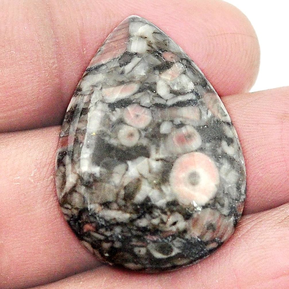 Natural 24.90cts crinoid fossil black cabochon 30x21mm pear loose gemstone s2965