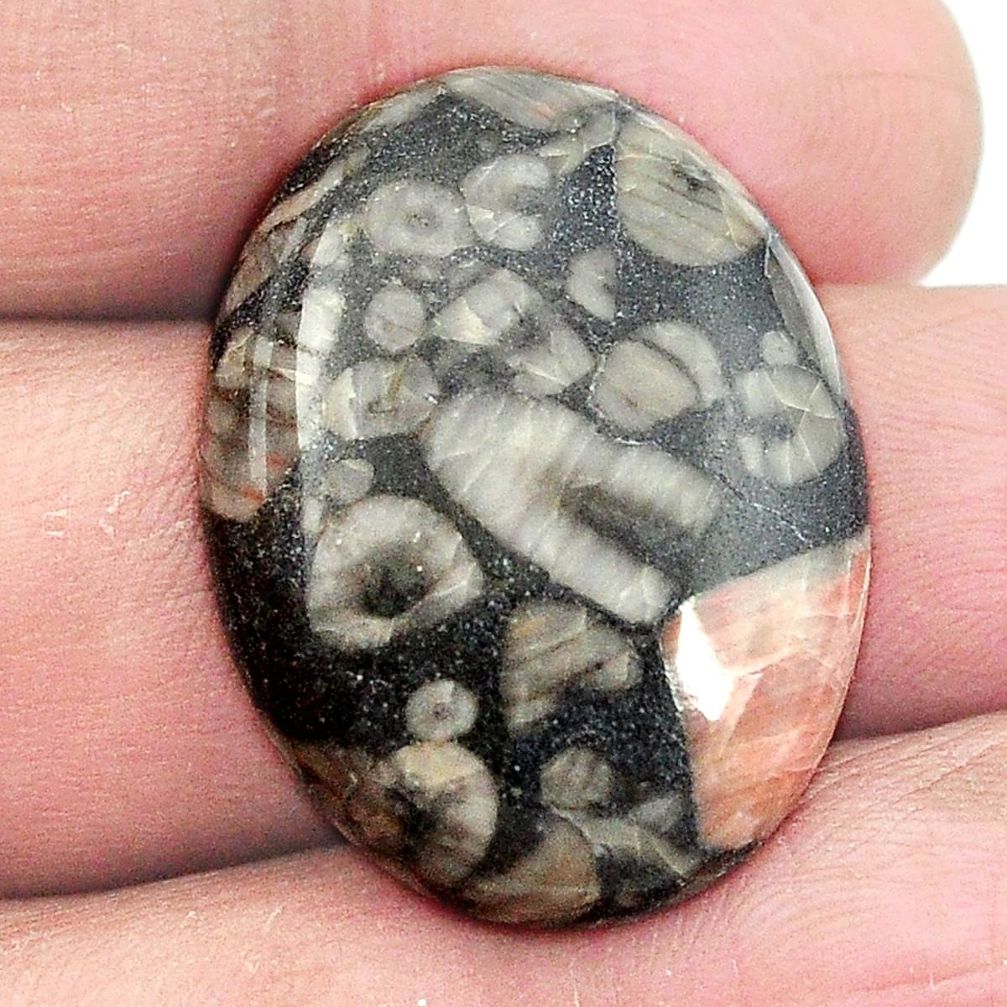 Natural 26.95cts crinoid fossil black cabochon 27x20mm oval loose gemstone s2966