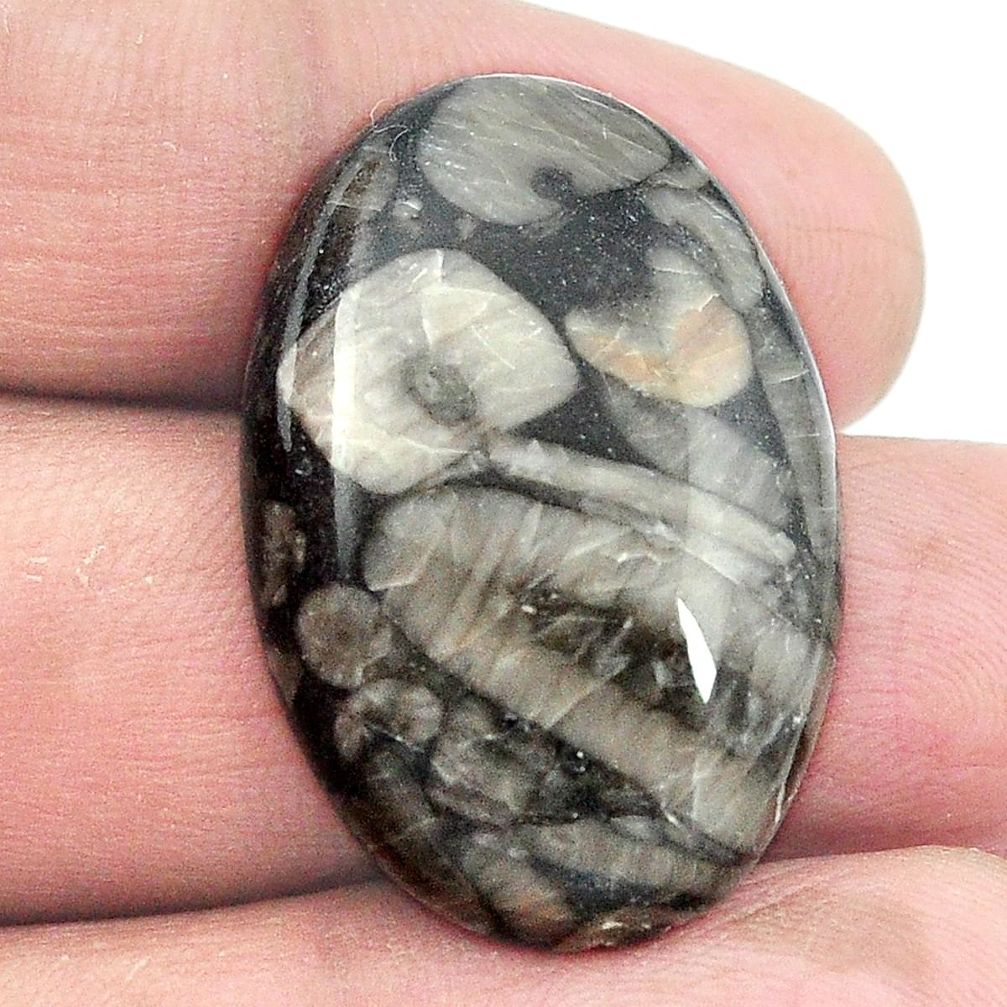 Natural 28.70cts crinoid fossil black cabochon 30x20mm oval loose gemstone s2967