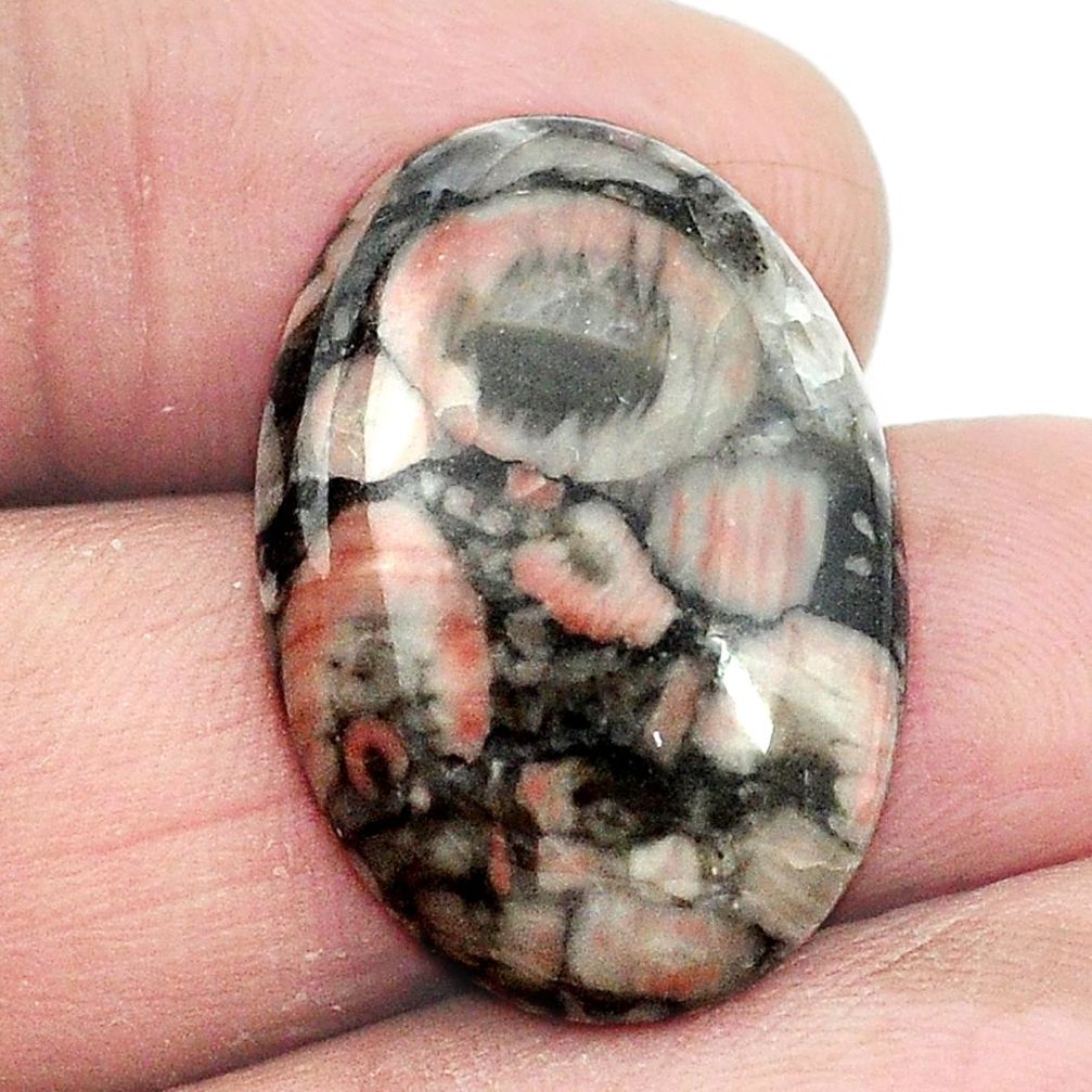 Natural 17.80cts crinoid fossil black cabochon 25x17m oval loose gemstone s2970