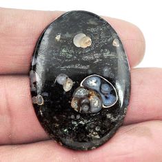 Natural 31.15cts colus fossil black cabochon 36x26 mm oval loose gemstone s3006