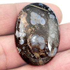 Natural 38.40cts colus fossil black cabochon 33x23 mm oval loose gemstone s3011
