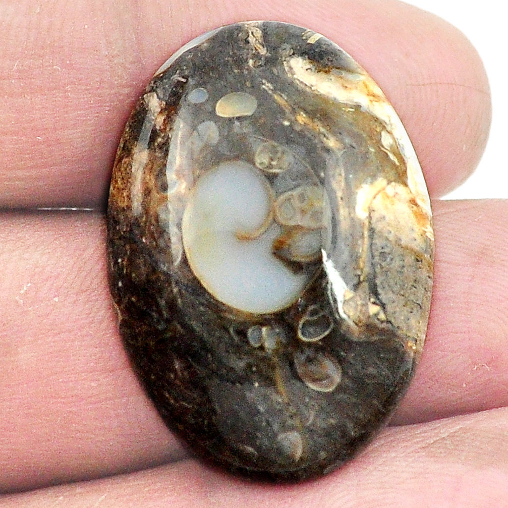 Natural 28.45cts colus fossil black cabochon 29x20 mm oval loose gemstone s3012