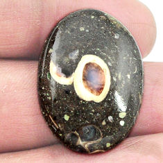 Natural 22.05cts colus fossil black cabochon 28x20 mm oval loose gemstone s3018