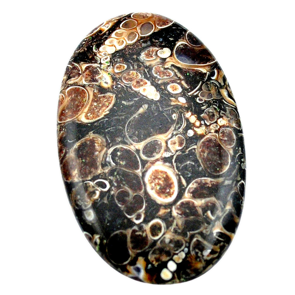 79.15cts turritella fossil snail agate 55x34 mm oval loose gemstone s3395