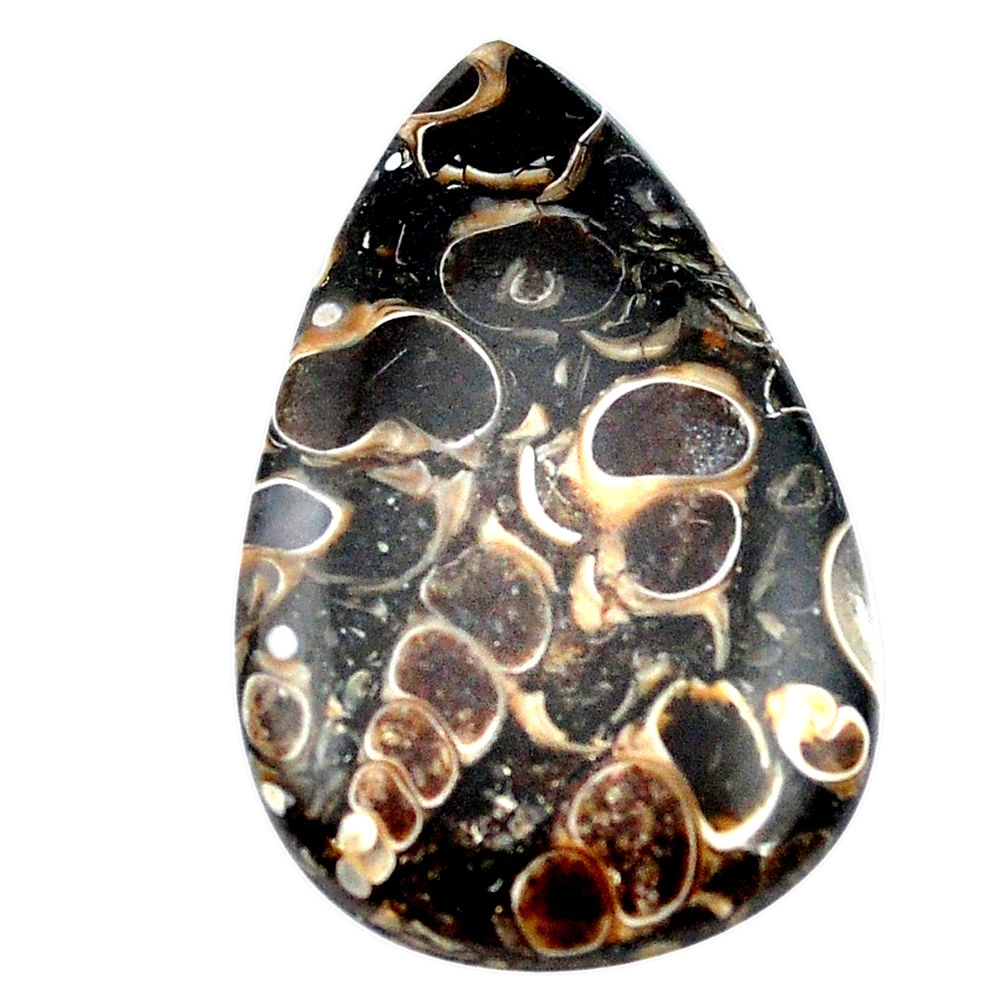 59.45cts turritella fossil snail agate brown 45x27.5mm pear loose gemstone s3400