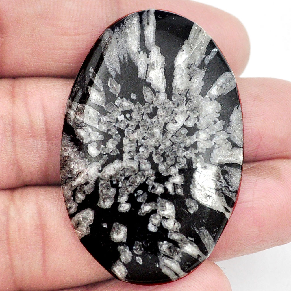 Natural 62.40cts chrysanthemum black cabochon 46x29 mm oval loose gemstone s3546