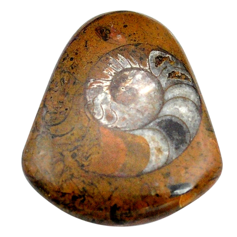 Natural 39.35cts ammonite fossil brown 36x30 mm fancy loose gemstone s3576