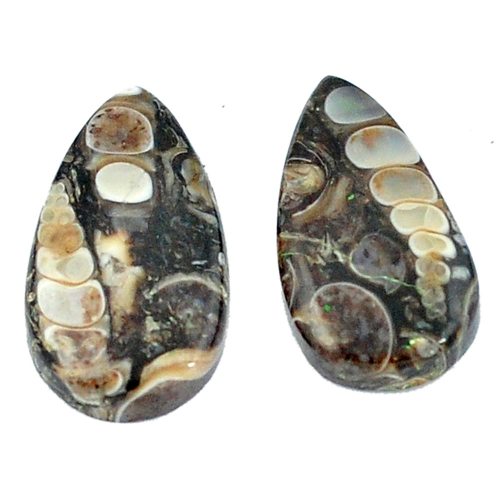 Natural 16.70cts turritella fossil snail agate 21x12mm pear loose gemstone s3749