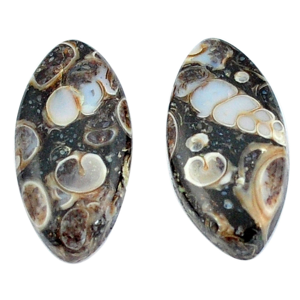 Natural 16.80cts turritella fossil snail agate 22x11 mm marquise gemstone s3755