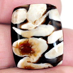 Natural 20.10cts peanut petrified wood fossil 21x16.5 mm loose gemstone s4344