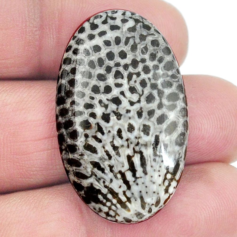 Natural 29.45cts stingray coral from alaska 34x20 mm oval loose gemstone s4583