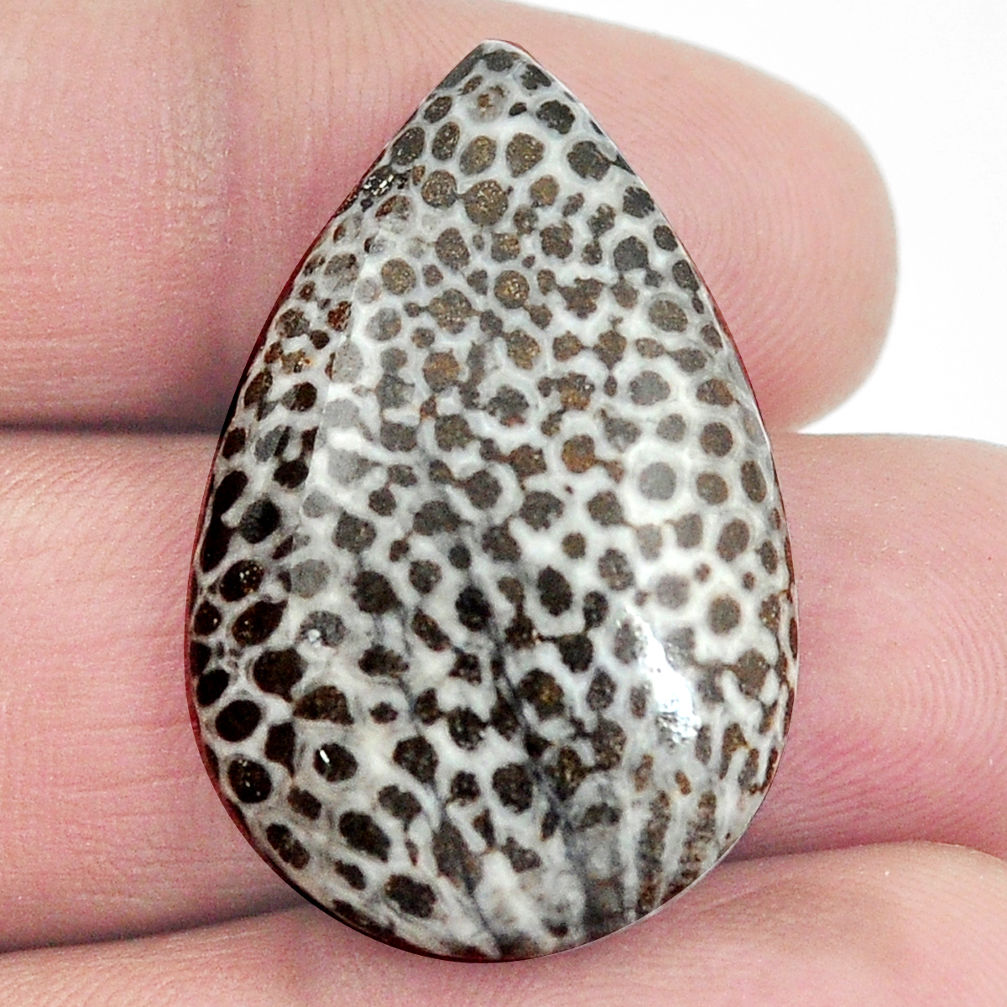 Natural 26.30cts stingray coral from alaska 32x20 mm pear loose gemstone s4590