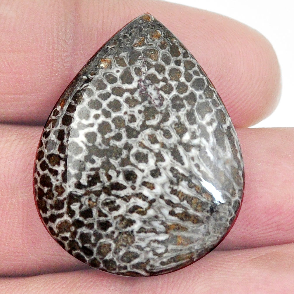 Natural 27.40cts stingray coral from alaska 30x24 mm pear loose gemstone s4591